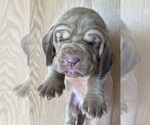 Small #3 Bloodhound