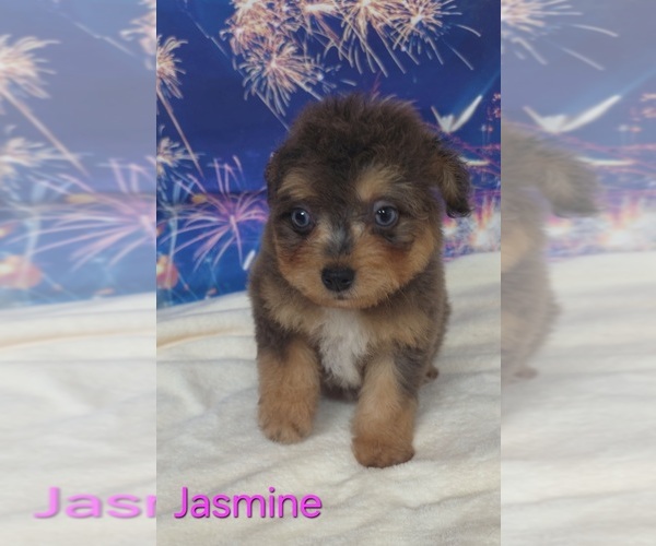Medium Photo #1 Australian Shepherd-Poodle (Toy) Mix Puppy For Sale in AZLE, TX, USA