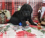 Small Photo #4 Goldendoodle-Poodle (Toy) Mix Puppy For Sale in BLACK FOREST, CO, USA