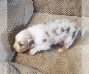 Miniature Australian Shepherd Puppy for sale in SEIBERT, CO, USA