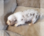 Small Miniature Australian Shepherd