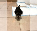 Small #3 Mutt