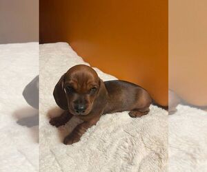 Dachshund Puppy for sale in CHULA VISTA, CA, USA