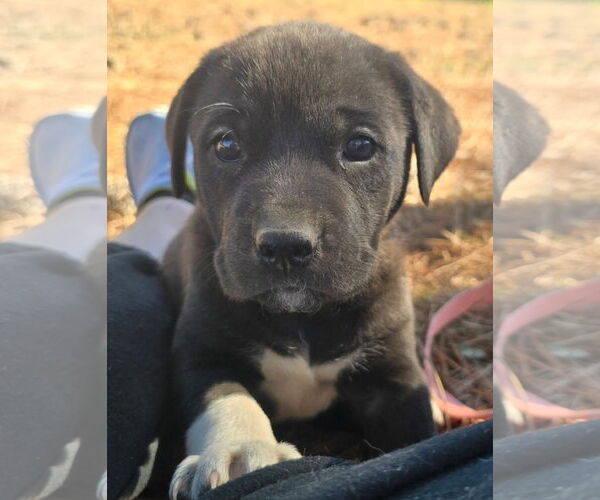 Medium Photo #1 Labrador Retriever-Unknown Mix Puppy For Sale in Alexander, AR, USA