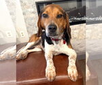Small #1 Beagle