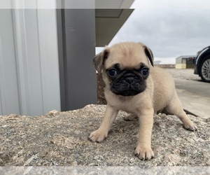 Pug Puppy for sale in SULLIVAN, IL, USA
