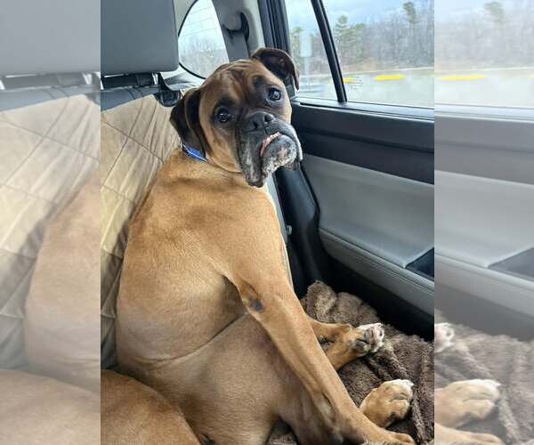 Medium Photo #1 Boxer Puppy For Sale in Dumont, NJ, USA