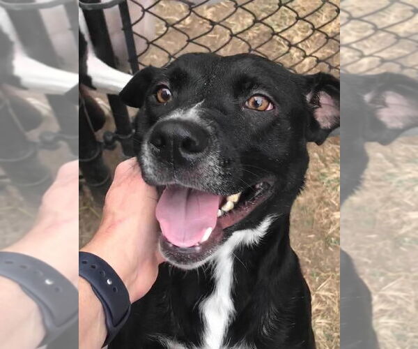 Medium Photo #3 Mutt Puppy For Sale in Abbeville, LA, USA