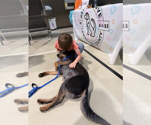 Murphy - Male Mutt Dog for Adoption - Photo #2