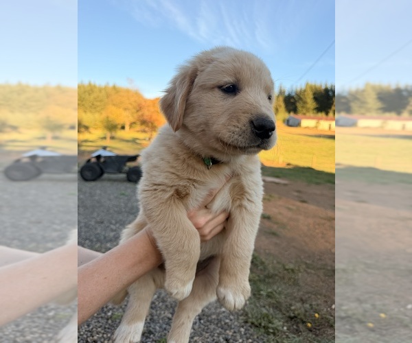 Medium Photo #1 Goberian-Golden Labrador Mix Puppy For Sale in LA CENTER, WA, USA