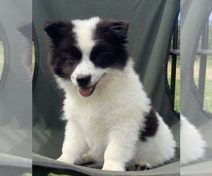 Miniature American Eskimo-Rat Terrier Mix Puppy for sale in HILLSBORO, WI, USA