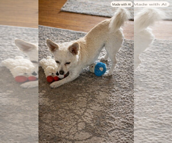 Medium Photo #5 Chihuahua-Unknown Mix Puppy For Sale in San Francisco, CA, USA