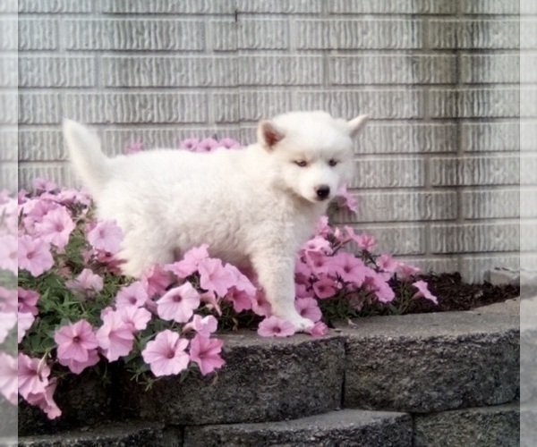 Medium Photo #3 Pomsky Puppy For Sale in HOLMESVILLE, OH, USA
