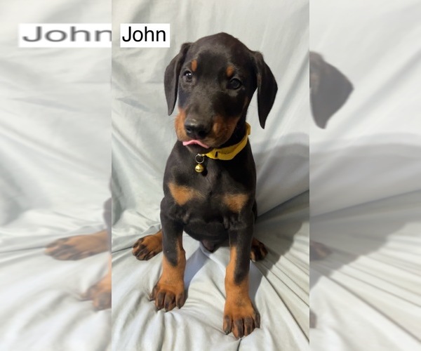 Medium Photo #4 Doberman Pinscher Puppy For Sale in POMEROY, OH, USA