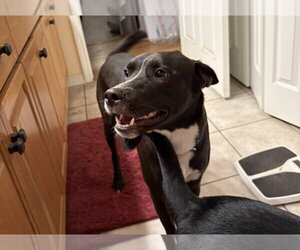 Tuck - Male Holland Shepherd-Unknown Mix Dog for Adoption - Photo #7