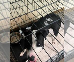 American Pit Bull Terrier-Unknown Mix Dogs for adoption in Texas City, TX, USA