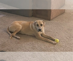 Small Photo #2 Labrador Retriever-Mutt Mix Puppy For Sale in BAKERSFIELD, CA, USA