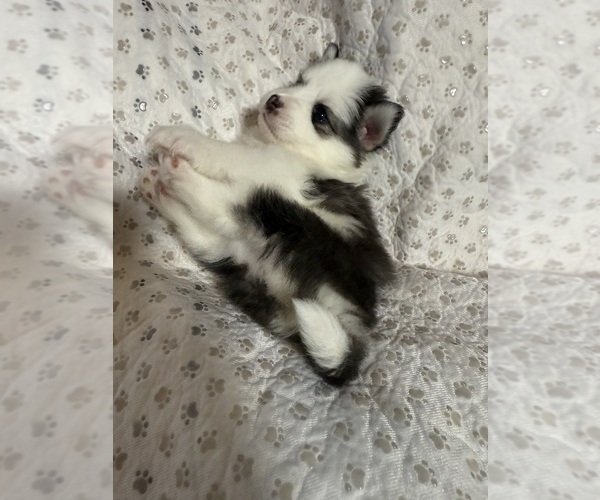 Medium Photo #26 Pomsky Puppy For Sale in NASHUA, NH, USA