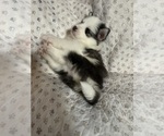 Small #5 Pomsky