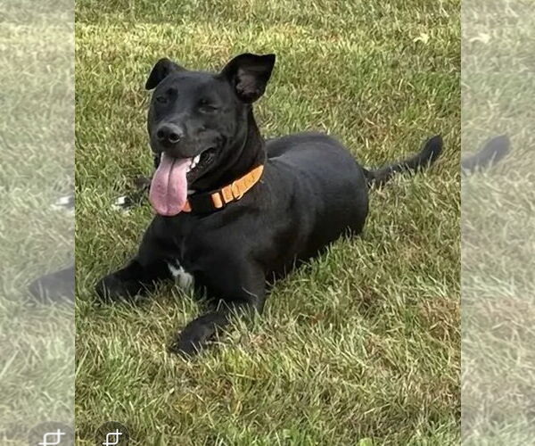 Medium Photo #18 Australian Kelpie Puppy For Sale in Westminster, MD, USA