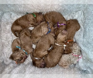 Goldendoodle Puppy for sale in SAVANNAH, GA, USA