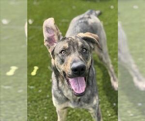 German Shepherd Dog-Unknown Mix Dogs for adoption in Toronto, Ontario, Canada
