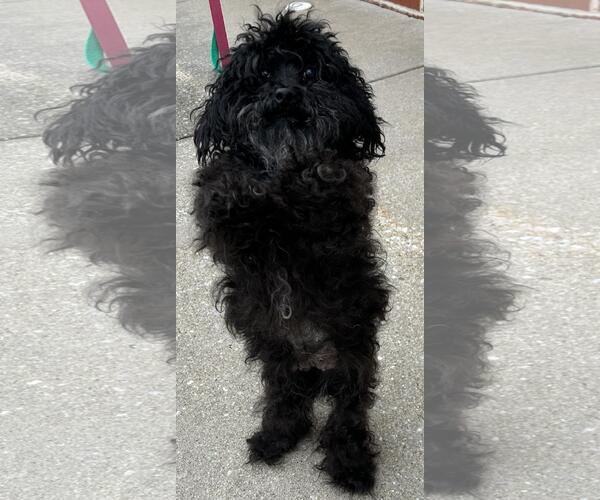 Medium Photo #2 Poodle (Miniature)-Unknown Mix Puppy For Sale in Westminster, MD, USA