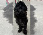 Small #1 Poodle (Miniature) Mix