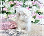 Small Photo #57 Maltese Puppy For Sale in HAYWARD, CA, USA