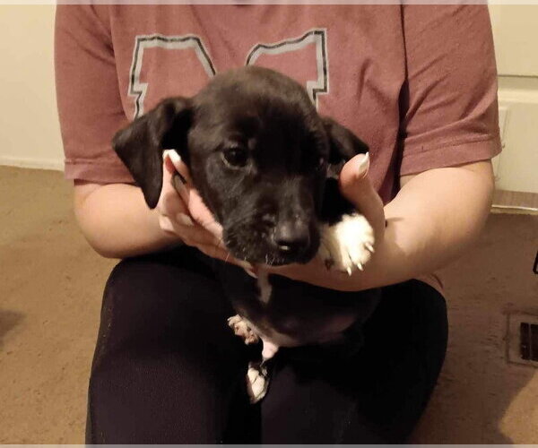 Medium Photo #8 Mutt Puppy For Sale in Ridgefield, CT, USA