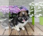 Image preview for Ad Listing. Nickname: Pom Pom