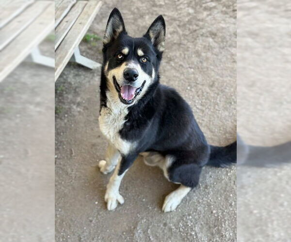 Medium Photo #2 Akita-Alaskan Malamute Mix Puppy For Sale in Riverside, CA, USA