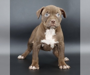 American Bully Puppy for sale in CHAMPAIGN, IL, USA
