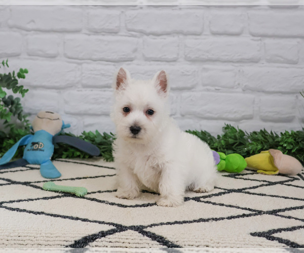 Medium Photo #1 West Highland White Terrier Puppy For Sale in SYRACUSE, IN, USA