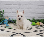 Image preview for Ad Listing. Nickname: Leo