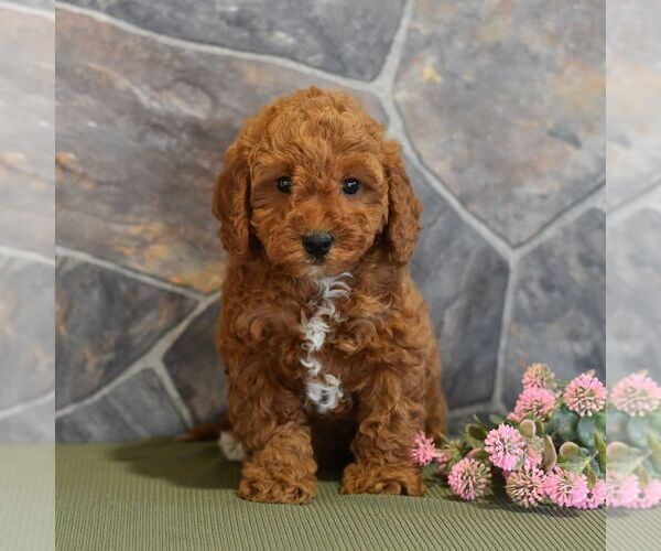 Medium Photo #4 Poodle (Miniature) Puppy For Sale in MILL HALL, PA, USA