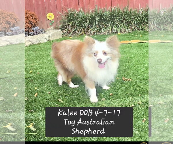 Medium Photo #1 Australian Shepherd Puppy For Sale in York, SC, USA