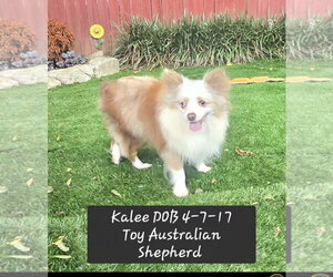 Australian Shepherd Dogs for adoption in York, SC, USA