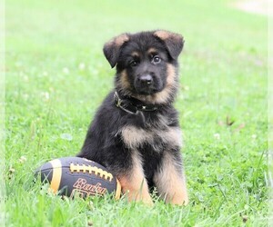 German Shepherd Dog Puppy for sale in FREDERICKSBG, OH, USA
