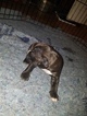 Small Photo #19 American Pit Bull Terrier Puppy For Sale in GRIFFIN, GA, USA