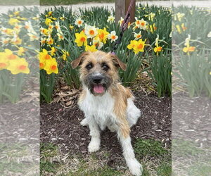 Mutt Dogs for adoption in Gilberts, IL, USA