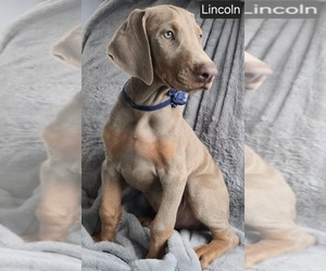 Doberman Pinscher Puppy for sale in POMEROY, OH, USA