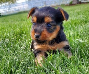 Yorkshire Terrier Puppy for sale in BAREVILLE, PA, USA