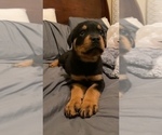 Small Photo #11 Rottweiler Puppy For Sale in BUDA, TX, USA