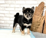 Small Photo #3 Shiba Inu Puppy For Sale in SAN DIEGO, CA, USA