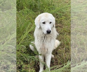 Mother of the Maremma Sheepdog puppies born on 12/26/2024