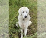 Small Photo #1 Maremma Sheepdog Puppy For Sale in SPOKANE, MO, USA
