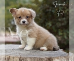 Small #1 Pembroke Welsh Corgi