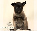 Small Photo #3 Belgian Malinois Puppy For Sale in RONKS, PA, USA