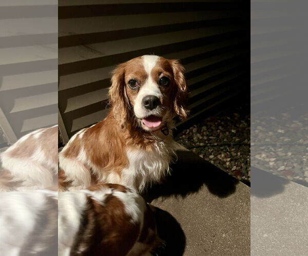Medium Photo #6 Cavalier King Charles Spaniel Puppy For Sale in Brooklyn Center, MN, USA